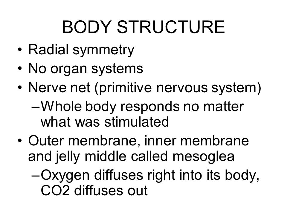 BODY STRUCTURE Radial symmetry No organ systems Nerve net (primitive nervous system) –Whole body responds no matter what was stimulated Outer membrane, inner membrane and jelly middle called mesoglea –Oxygen diffuses right into its body, CO2 diffuses out