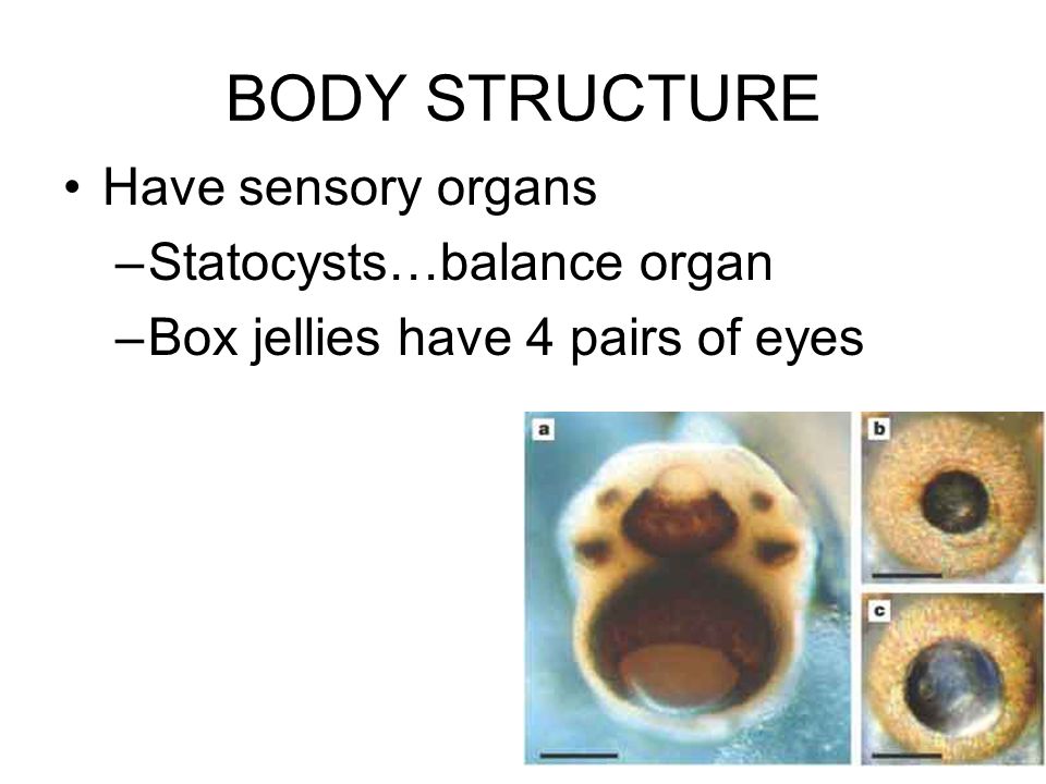 BODY STRUCTURE Have sensory organs –Statocysts…balance organ –Box jellies have 4 pairs of eyes