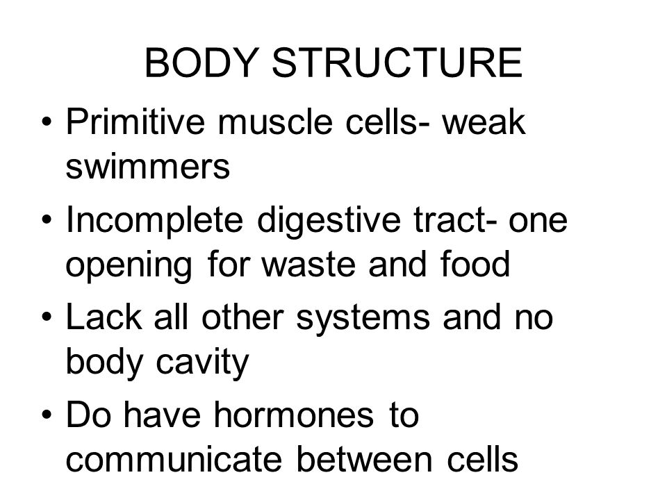 BODY STRUCTURE Primitive muscle cells- weak swimmers Incomplete digestive tract- one opening for waste and food Lack all other systems and no body cavity Do have hormones to communicate between cells