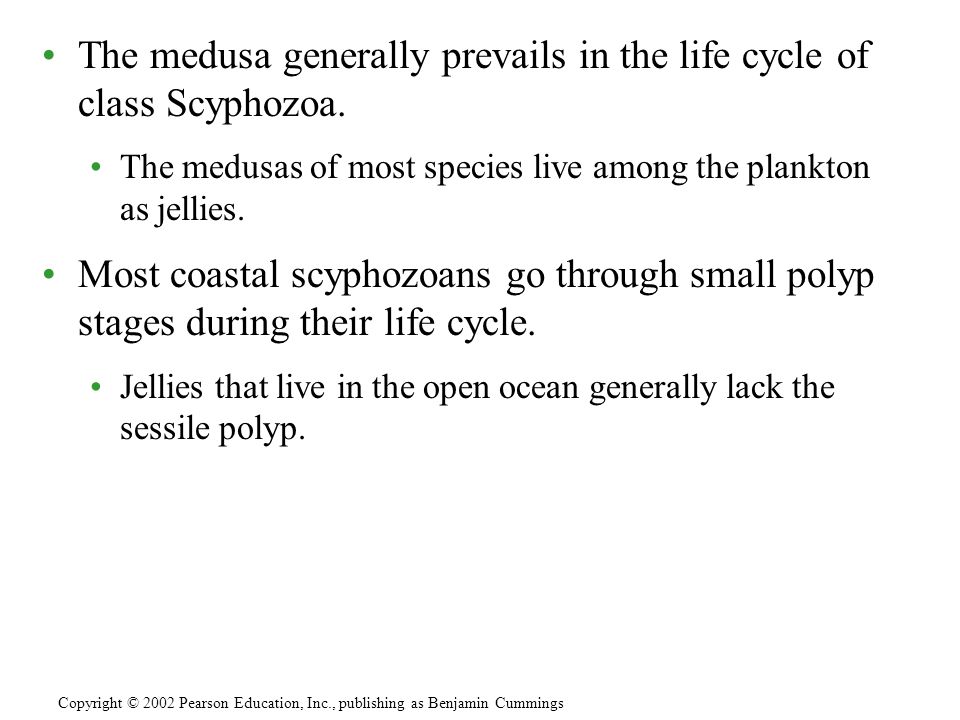 The medusa generally prevails in the life cycle of class Scyphozoa.