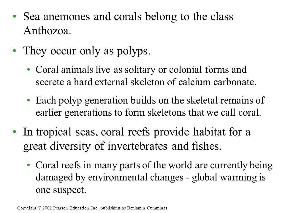 Sea anemones and corals belong to the class Anthozoa.