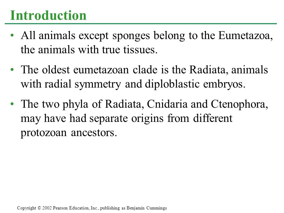 All animals except sponges belong to the Eumetazoa, the animals with true tissues.