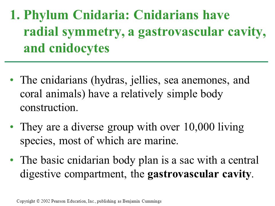 The cnidarians (hydras, jellies, sea anemones, and coral animals) have a relatively simple body construction.