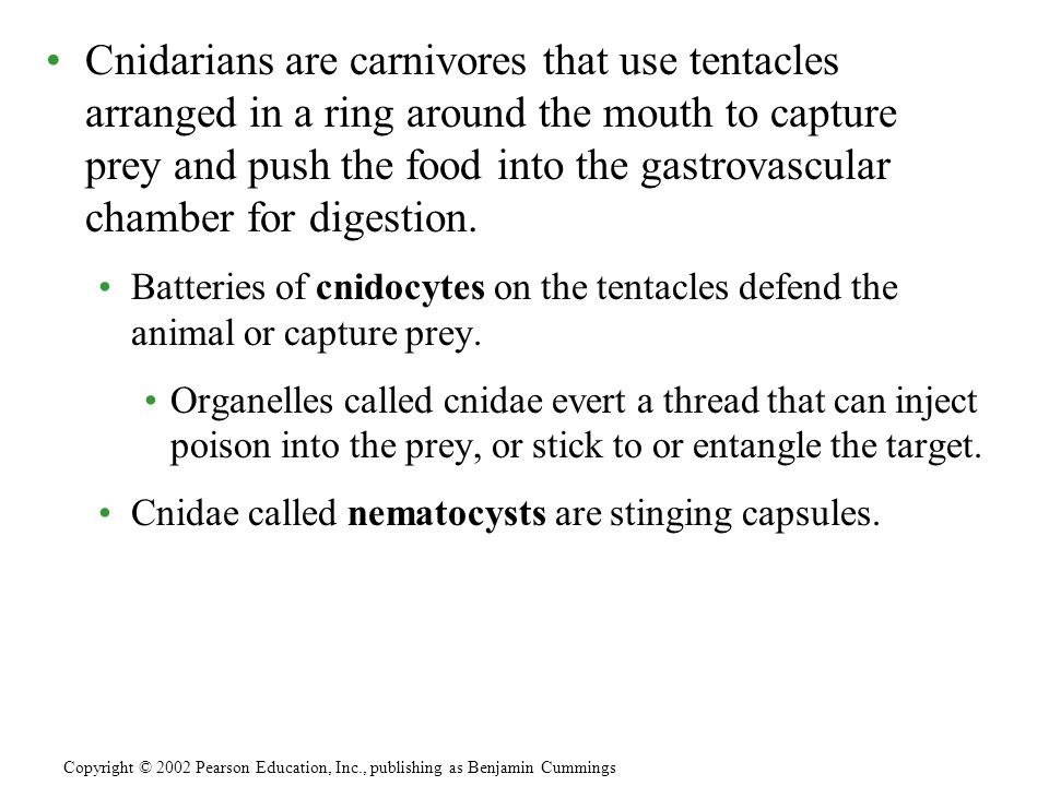 Cnidarians are carnivores that use tentacles arranged in a ring around the mouth to capture prey and push the food into the gastrovascular chamber for digestion.