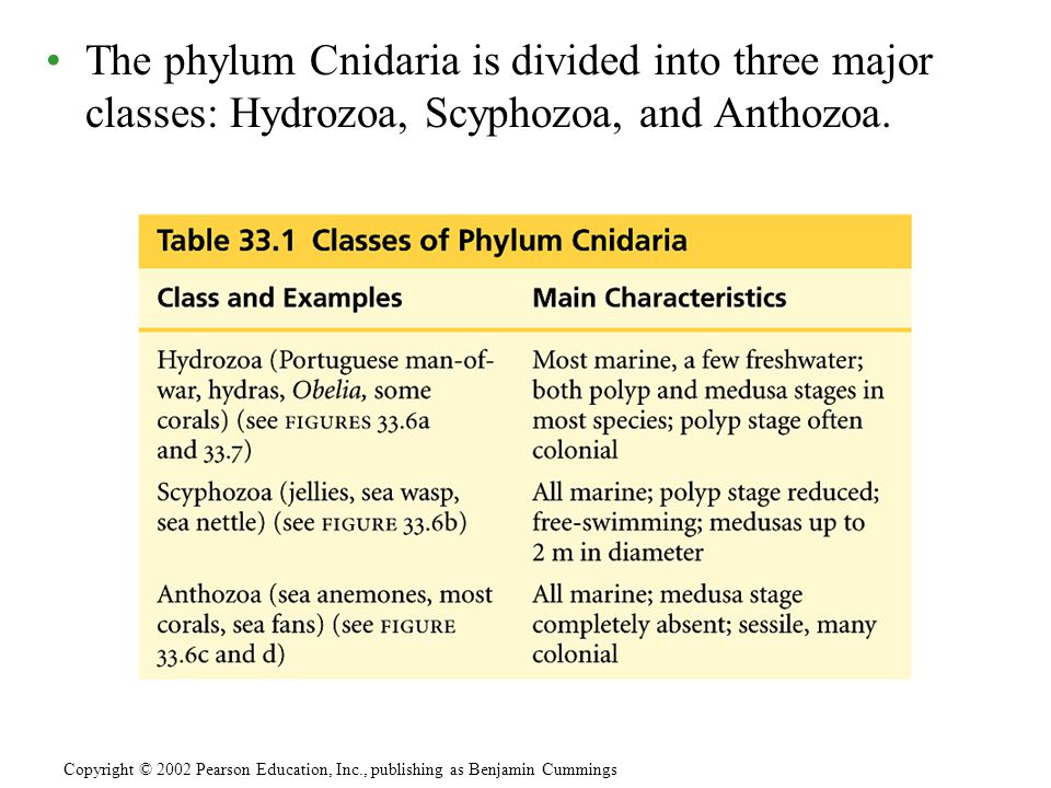 The phylum Cnidaria is divided into three major classes: Hydrozoa, Scyphozoa, and Anthozoa.