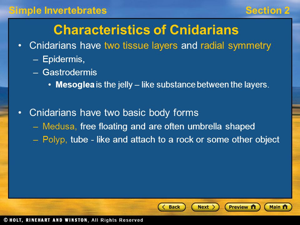Simple InvertebratesSection 2 Characteristics of Cnidarians Cnidarians have two tissue layers and radial symmetry –Epidermis, –Gastrodermis Mesoglea is the jelly – like substance between the layers.