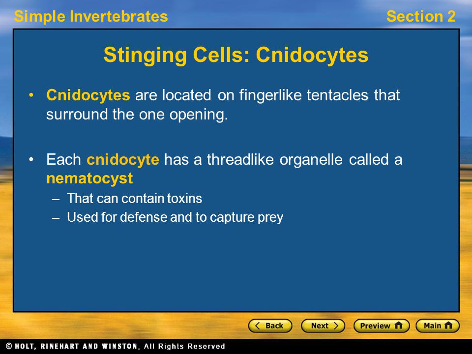 Simple InvertebratesSection 2 Stinging Cells: Cnidocytes Cnidocytes are located on fingerlike tentacles that surround the one opening.