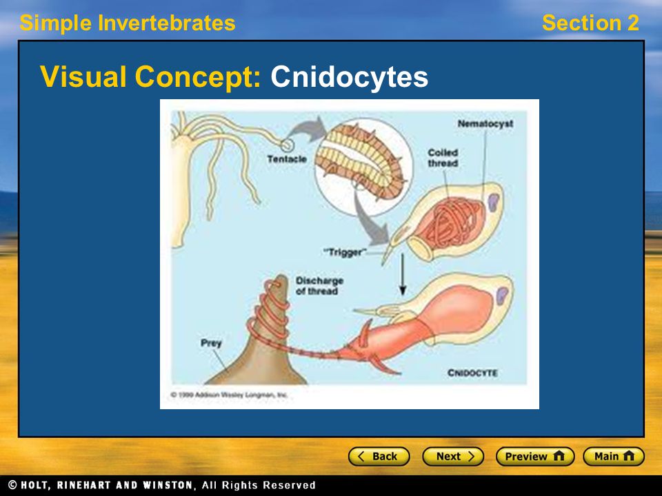 Simple InvertebratesSection 2 Visual Concept: Cnidocytes