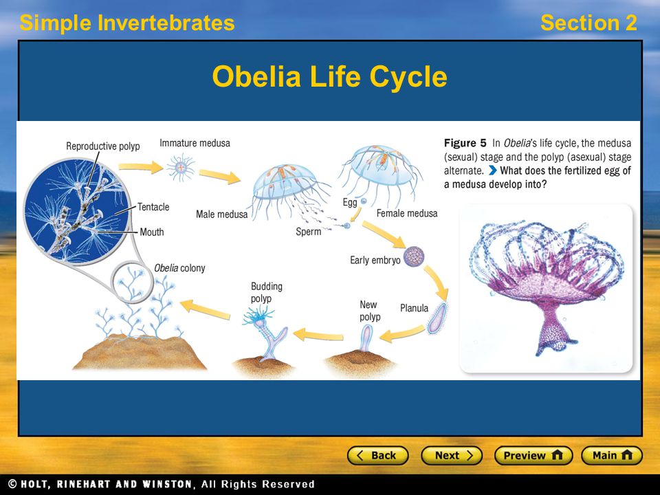 Simple InvertebratesSection 2 Obelia Life Cycle