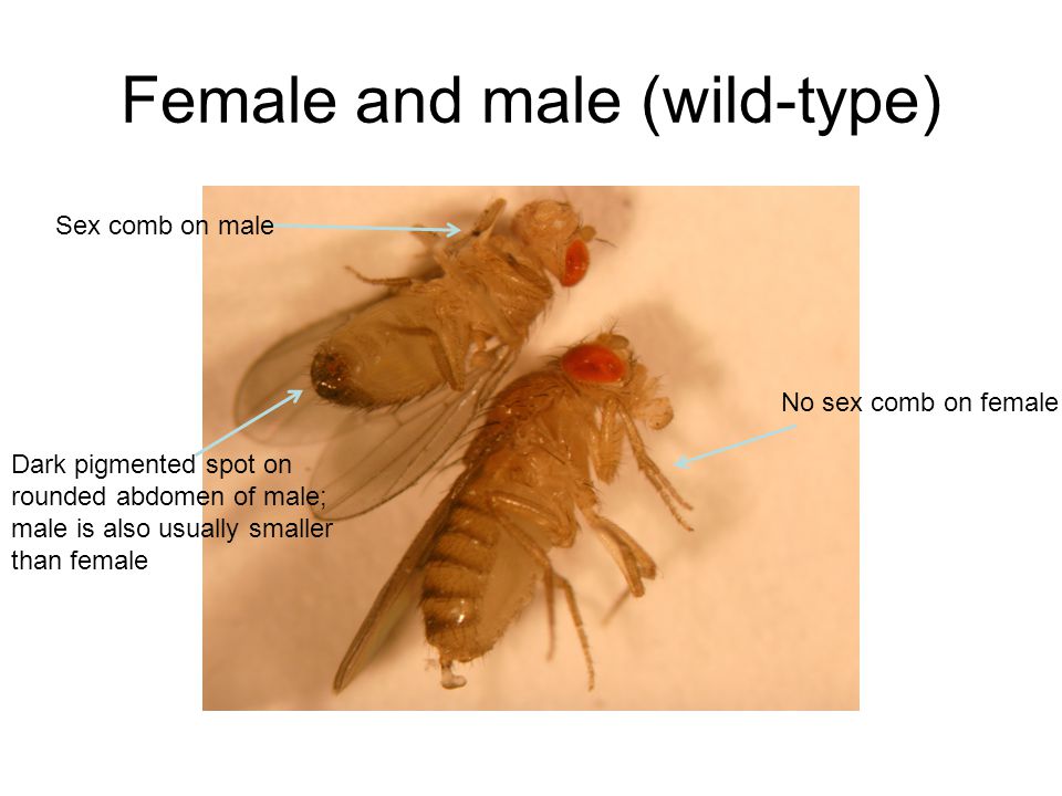 Female and male (wild-type) Sex comb on male No sex comb on female Dark pigmented spot on rounded abdomen of male; male is also usually smaller than female