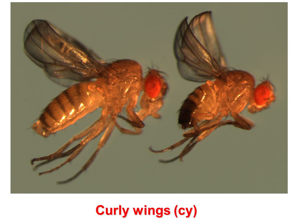 Curly wings (cy)