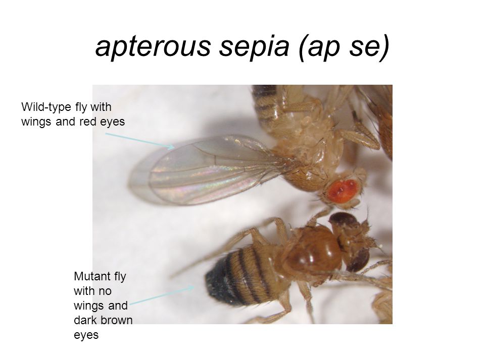 apterous sepia (ap se) Wild-type fly with wings and red eyes Mutant fly with no wings and dark brown eyes