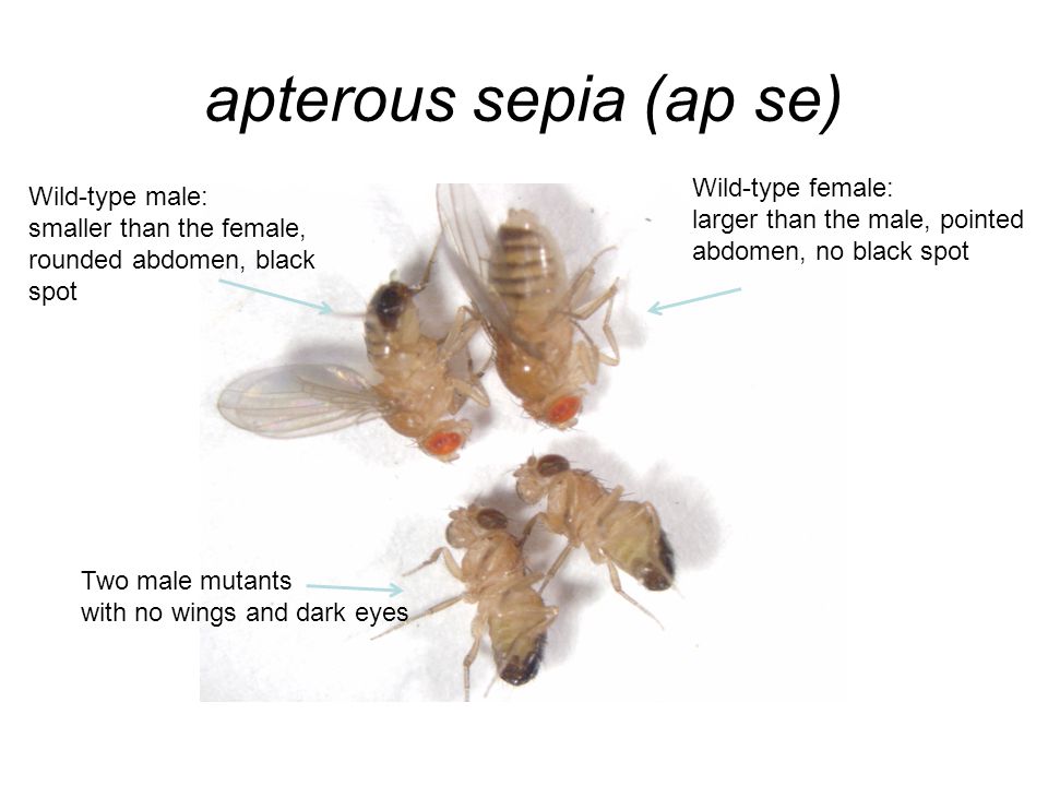 apterous sepia (ap se) Wild-type female: larger than the male, pointed abdomen, no black spot Wild-type male: smaller than the female, rounded abdomen, black spot Two male mutants with no wings and dark eyes