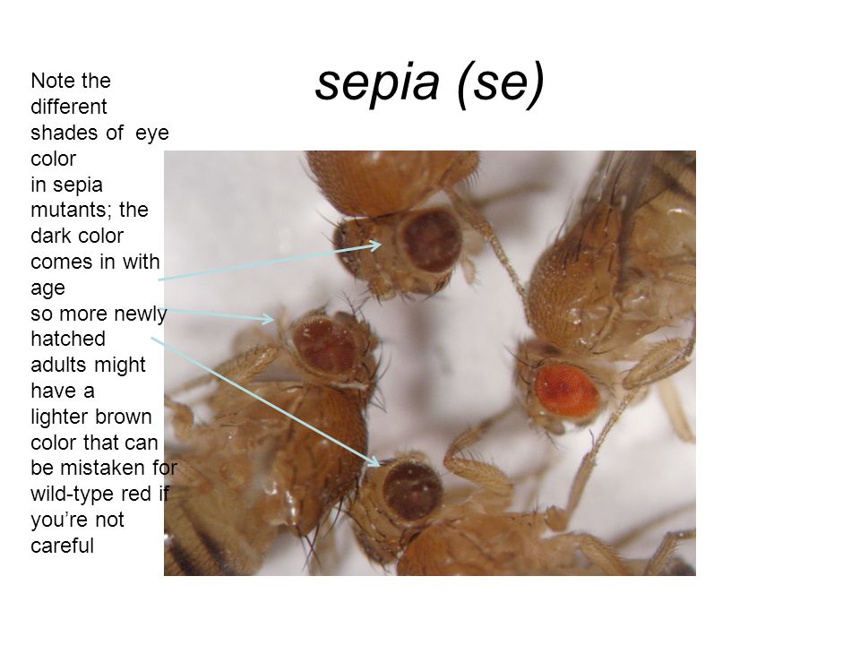 sepia (se) Note the different shades of eye color in sepia mutants; the dark color comes in with age so more newly hatched adults might have a lighter brown color that can be mistaken for wild-type red if you’re not careful