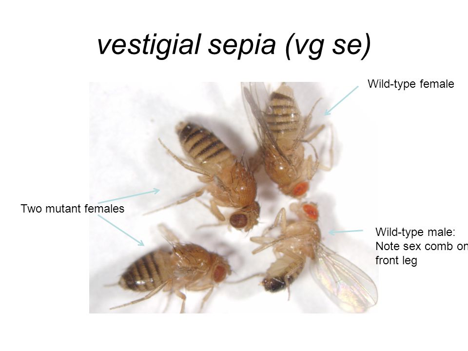 vestigial sepia (vg se) Two mutant females Wild-type female Wild-type male: Note sex comb on front leg