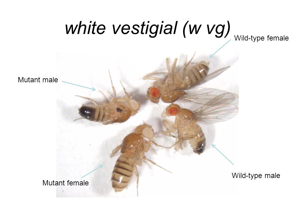 white vestigial (w vg) Mutant male Mutant female Wild-type female Wild-type male