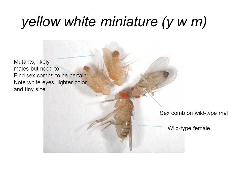 yellow white miniature (y w m) Wild-type female Sex comb on wild-type male Mutants, likely males but need to Find sex combs to be certain: Note white eyes, lighter color, and tiny size