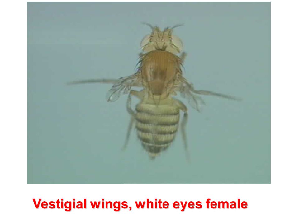 Vestigial wings, white eyes female