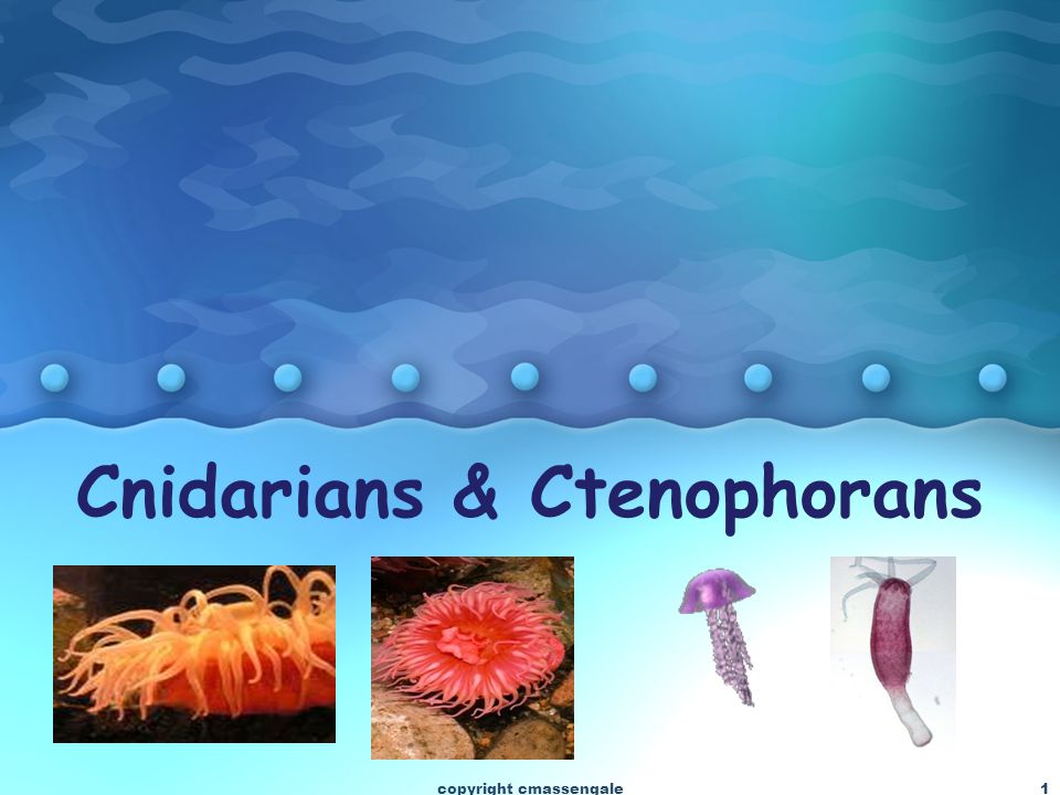 1 Cnidarians & Ctenophorans 1copyright cmassengale