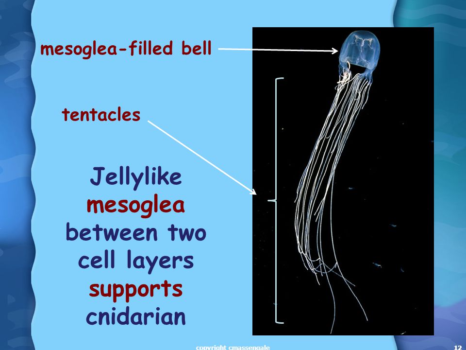 12 mesoglea-filled bell tentacles 12 Jellylike mesoglea between two cell layers supports cnidarian copyright cmassengale