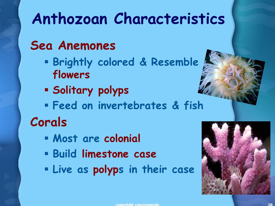 18 Anthozoan Characteristics Sea Anemones  Brightly colored & Resemble flowers  Solitary polyps  Feed on invertebrates & fish Corals  Most are colonial  Build limestone case  Live as polyps in their case copyright cmassengale