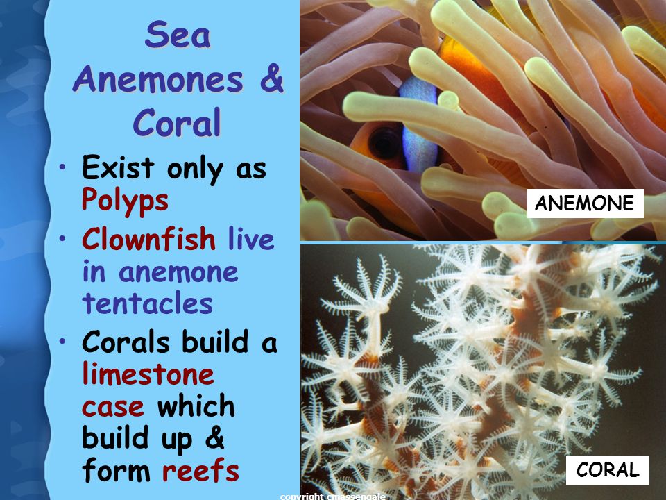 19 Sea Anemones & Coral Exist only as Polyps Clownfish live in anemone tentacles Corals build a limestone case which build up & form reefs ANEMONE CORAL copyright cmassengale