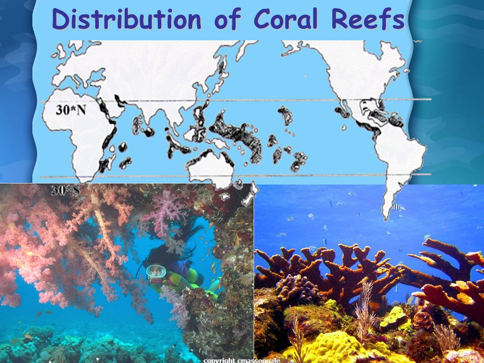 20 Distribution of Coral Reefs copyright cmassengale