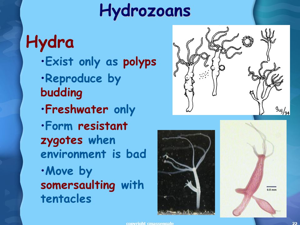 22Hydrozoans Hydra Exist only as polyps Reproduce by budding Freshwater only Form resistant zygotes when environment is bad Move by somersaulting with tentacles copyright cmassengale