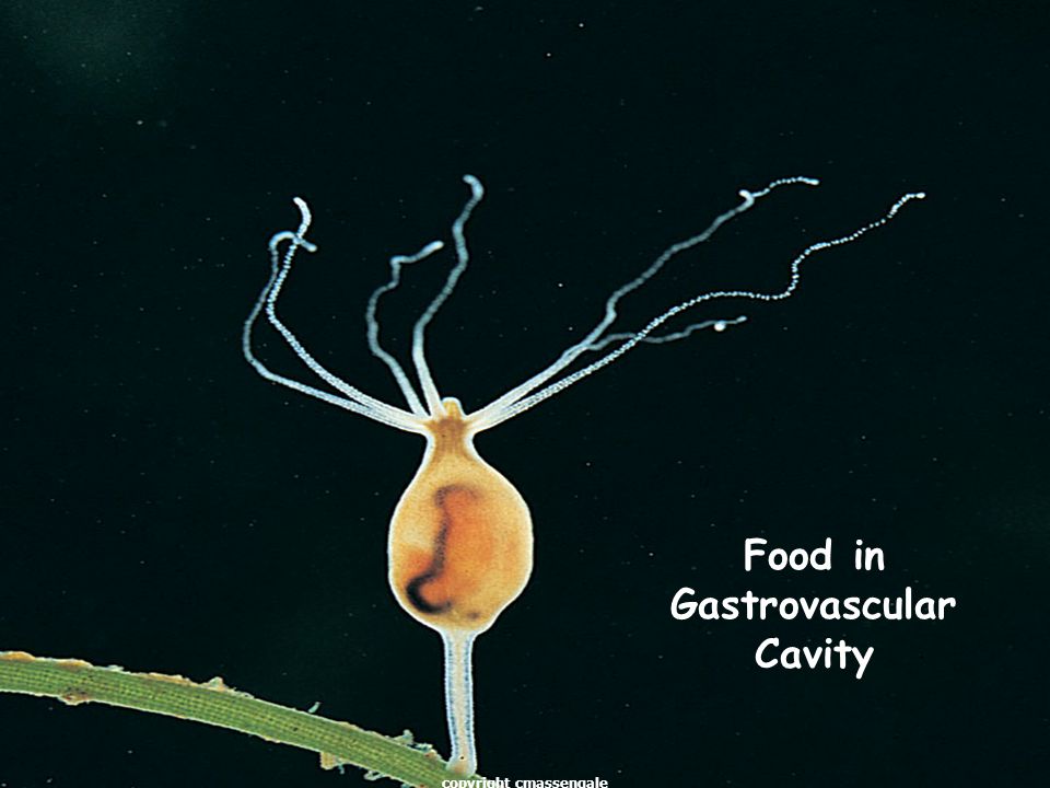 25 Food in Gastrovascular Cavity copyright cmassengale