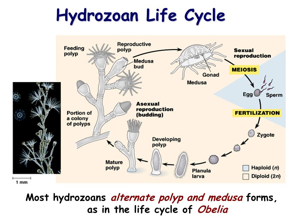 28 Hydrozoan Life Cycle Most hydrozoans alternate polyp and medusa forms, as in the life cycle of Obelia 28copyright cmassengale
