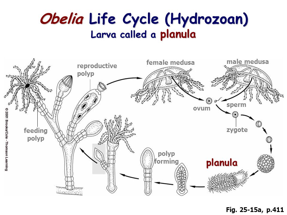 29 Obelia Life Cycle (Hydrozoan) Larva called a planula reproductive polyp female medusa male medusa sperm zygote ovum planula polyp forming feeding polyp Fig.