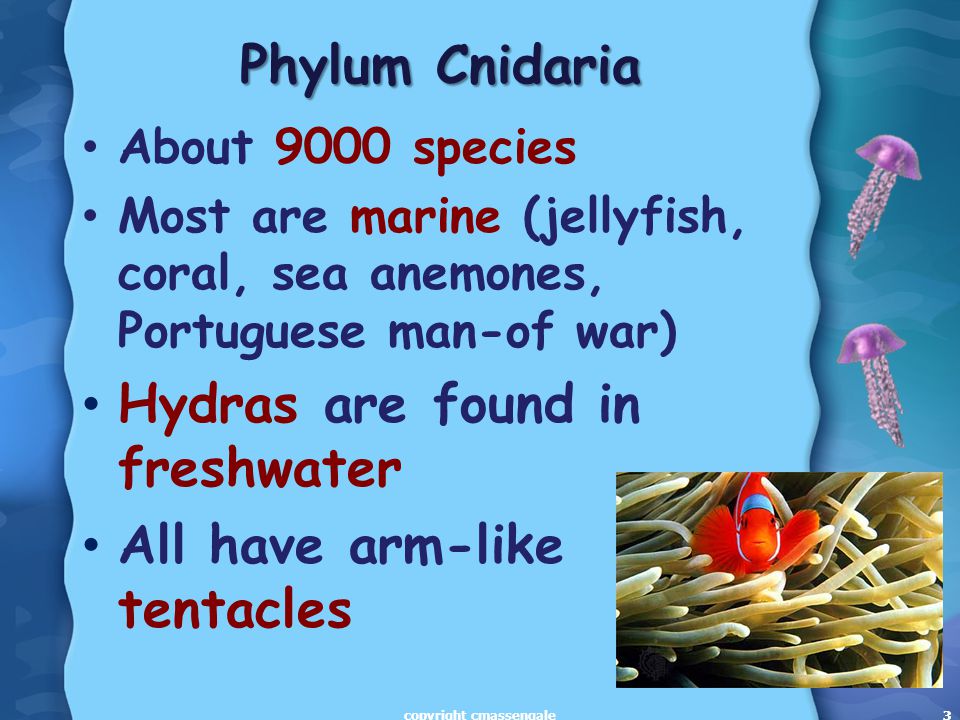 3 Phylum Cnidaria About 9000 species Most are marine (jellyfish, coral, sea anemones, Portuguese man-of war) Hydras are found in freshwater All have arm-like tentacles 3copyright cmassengale