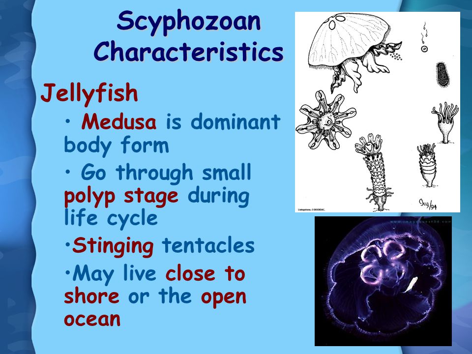 Scyphozoan Characteristics Jellyfish Medusa is dominant body form Go through small polyp stage during life cycle Stinging tentacles May live close to shore or the open ocean
