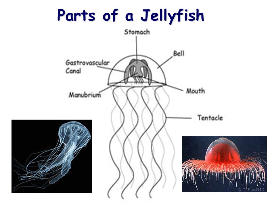 Parts of a Jellyfish 33