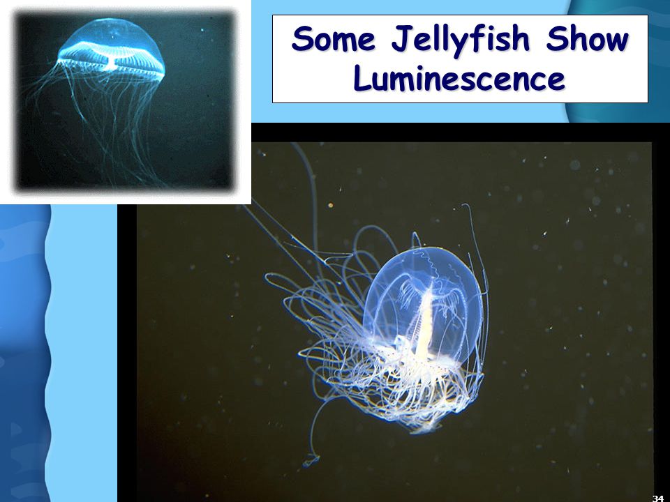 Some Jellyfish Show Luminescence 34