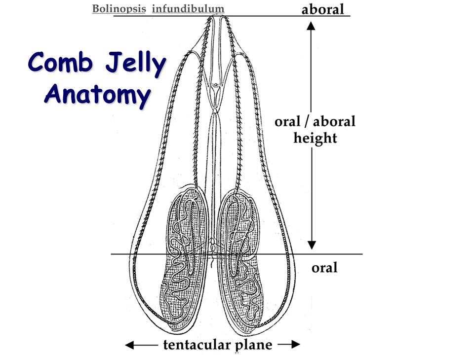 40 Comb Jelly Anatomy 40copyright cmassengale