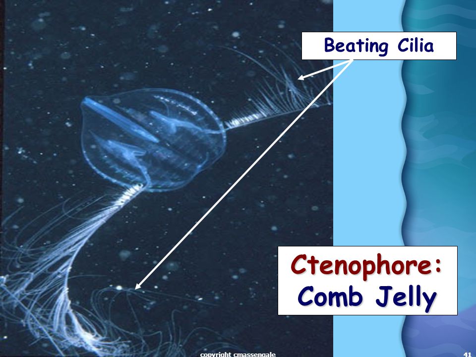 41 Ctenophore: Comb Jelly 41 Beating Cilia copyright cmassengale