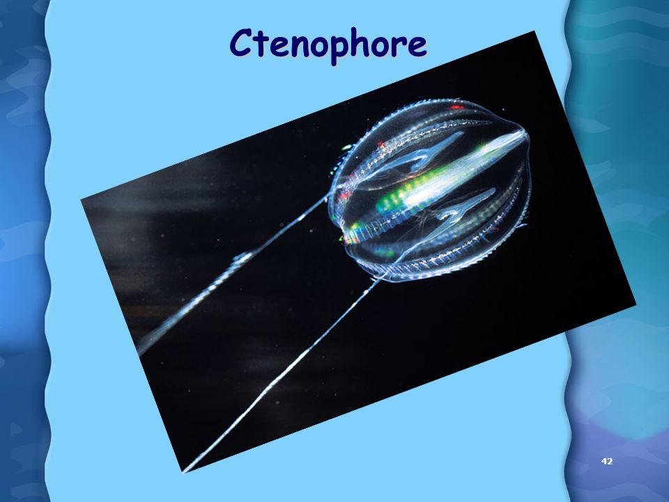 42 Ctenophore