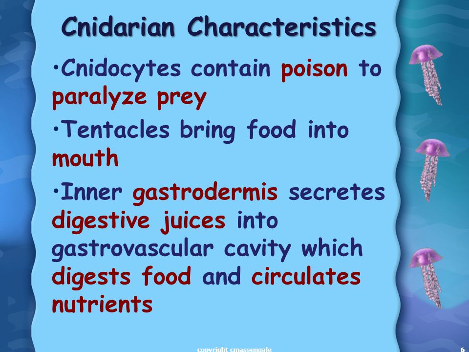 6 Cnidarian Characteristics Cnidocytes contain poison to paralyze prey Tentacles bring food into mouth Inner gastrodermis secretes digestive juices into gastrovascular cavity which digests food and circulates nutrients 6copyright cmassengale