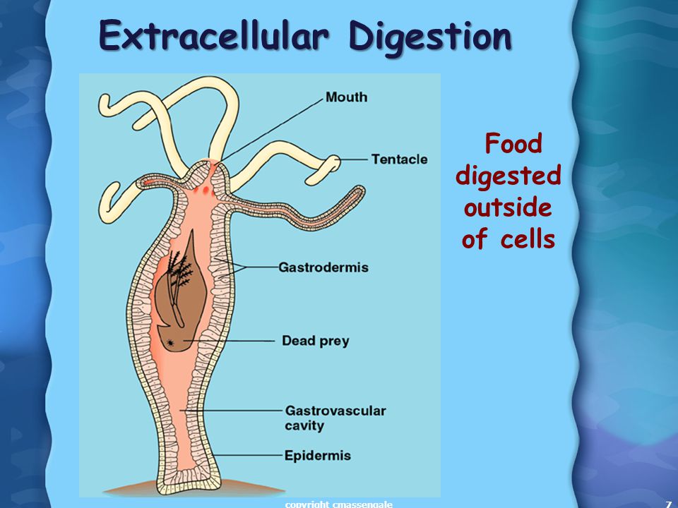 7 Extracellular Digestion 7 Food digested outside of cells copyright cmassengale