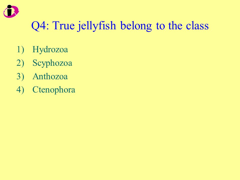 Q4: True jellyfish belong to the class 1)Hydrozoa 2)Scyphozoa 3)Anthozoa 4)Ctenophora