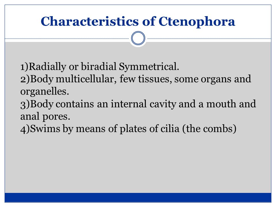 Characteristics of Ctenophora 1)Radially or biradial Symmetrical.