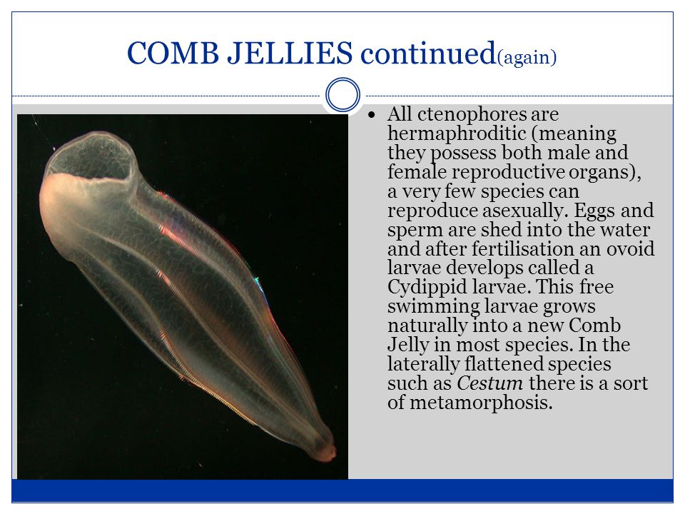 COMB JELLIES continued (again) All ctenophores are hermaphroditic (meaning they possess both male and female reproductive organs), a very few species can reproduce asexually.
