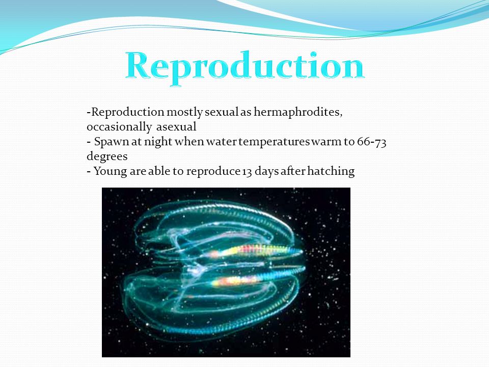 -Reproduction mostly sexual as hermaphrodites, occasionally asexual - Spawn at night when water temperatures warm to degrees - Young are able to reproduce 13 days after hatching