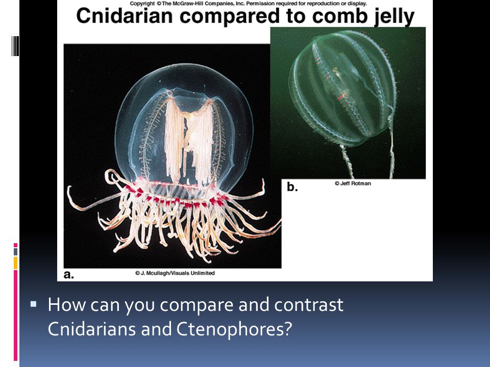  How can you compare and contrast Cnidarians and Ctenophores