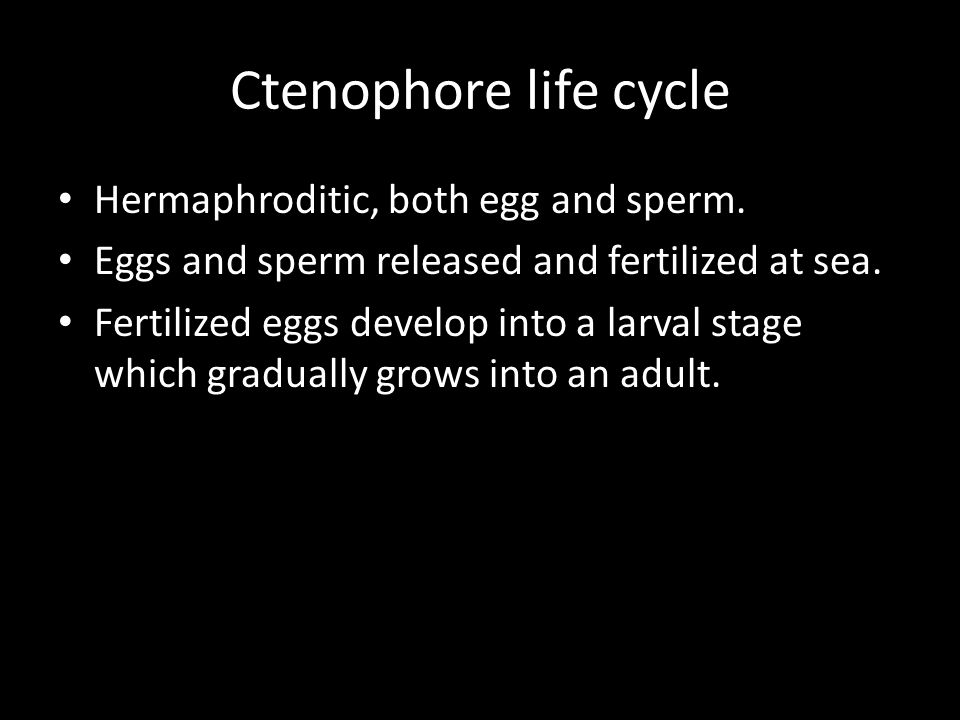 Ctenophore life cycle Hermaphroditic, both egg and sperm.