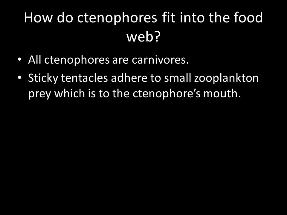 How do ctenophores fit into the food web. All ctenophores are carnivores.