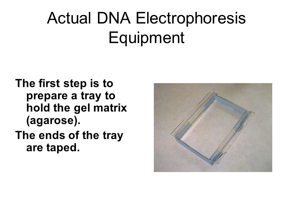 Actual DNA Electrophoresis Equipment The first step is to prepare a tray to hold the gel matrix (agarose).