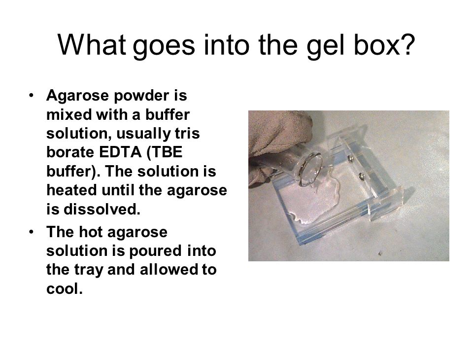 What goes into the gel box.