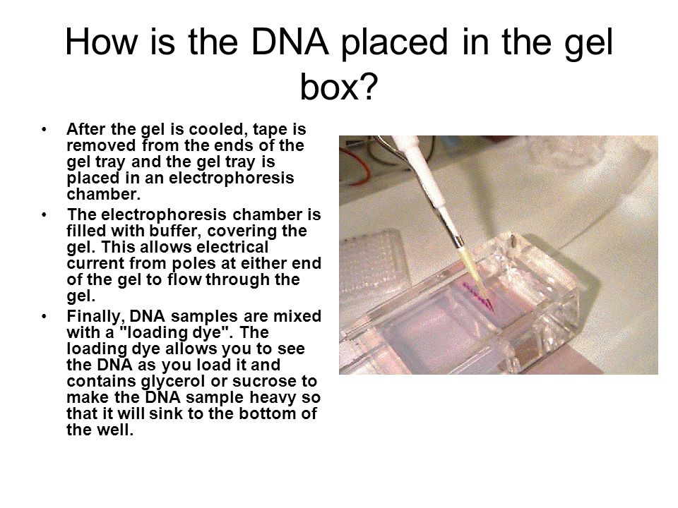 How is the DNA placed in the gel box.